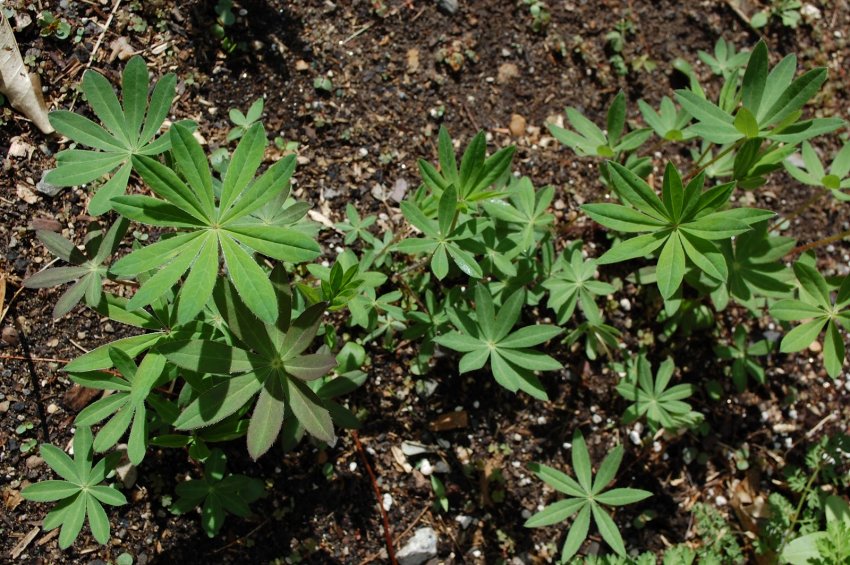 Висадка в ґрунт Висадка в ґрунт