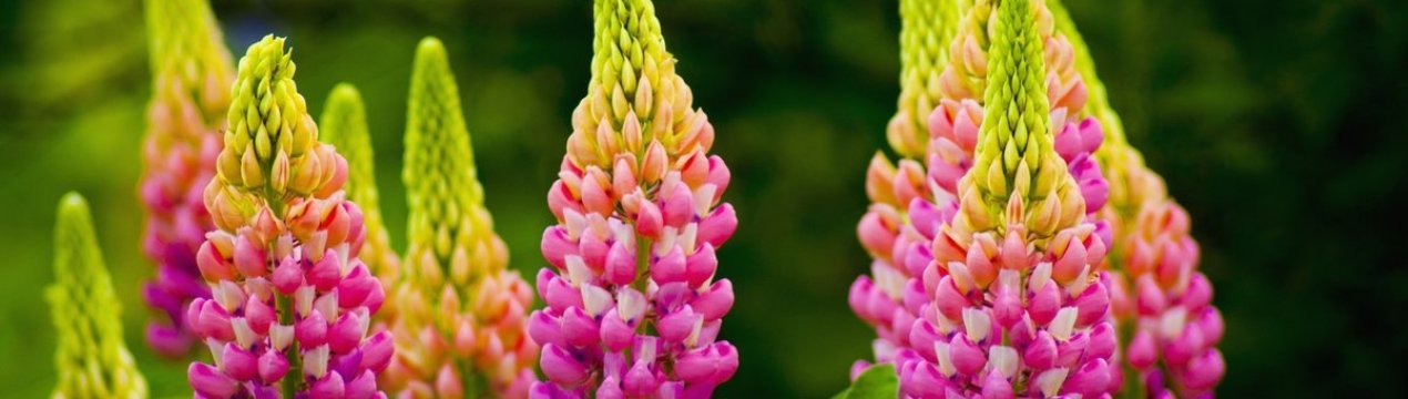 Вирощування та догляд за люпином відкритому ґрунті