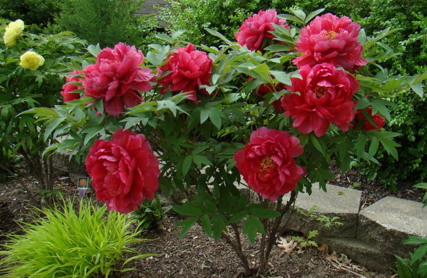 Деревоподібний півень