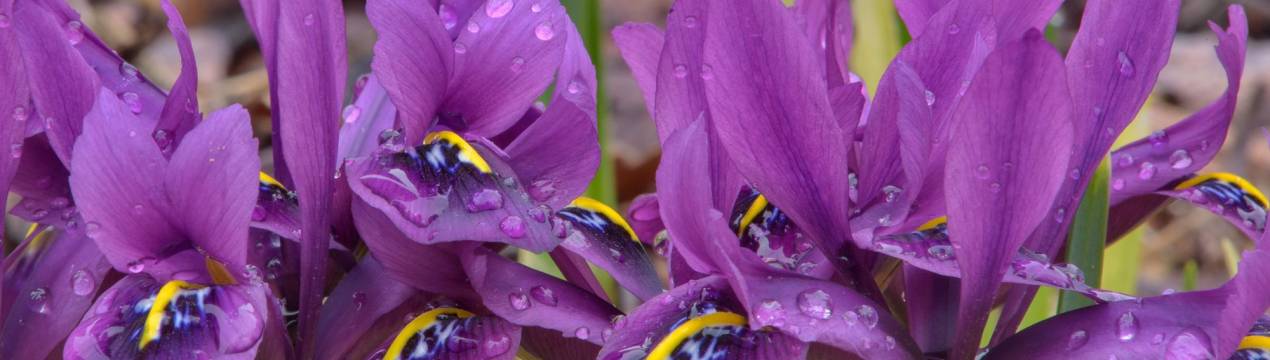 10 кращих рослин для лужної ґрунту