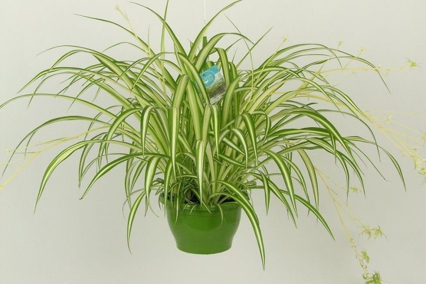 Хлорофітум Vittatum