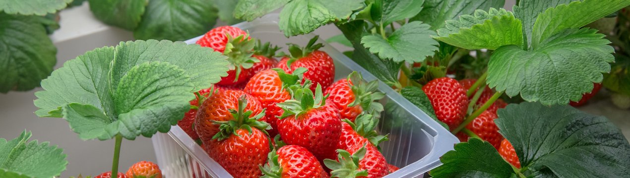 Вирощування полуниці на підвіконні