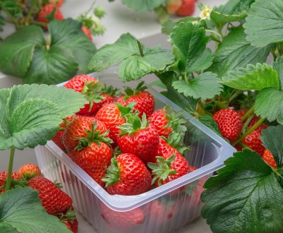 Вирощування полуниці на підвіконні