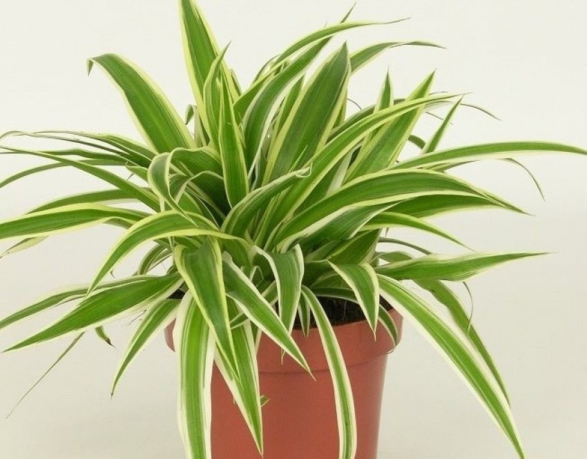 Хлорофітум Variegatum