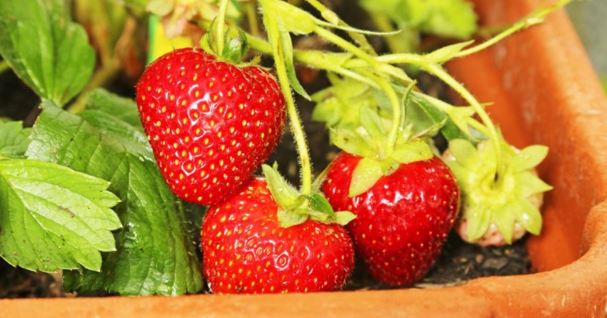 Плоди полуниці