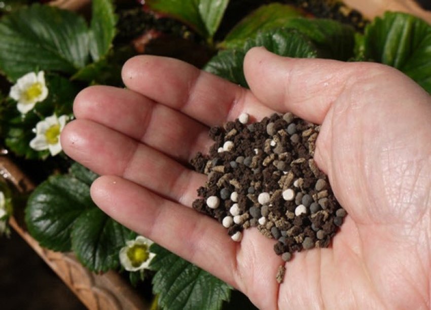 Добрива для клубники