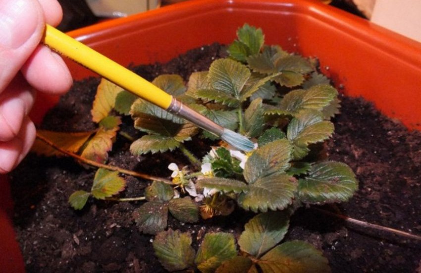 Запилення клубники