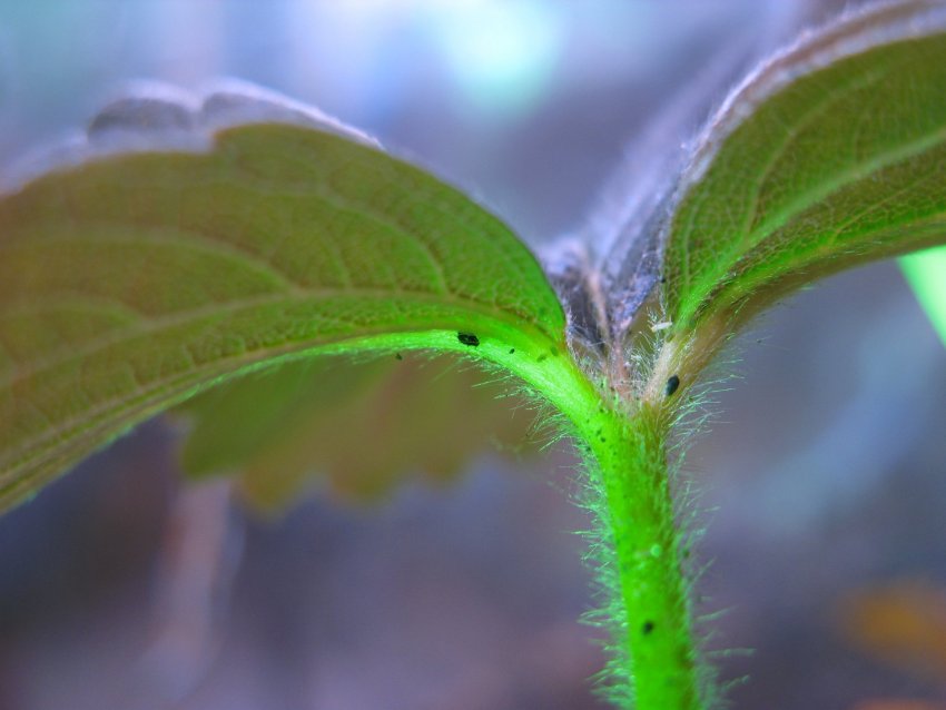 Цикадки на полуниці