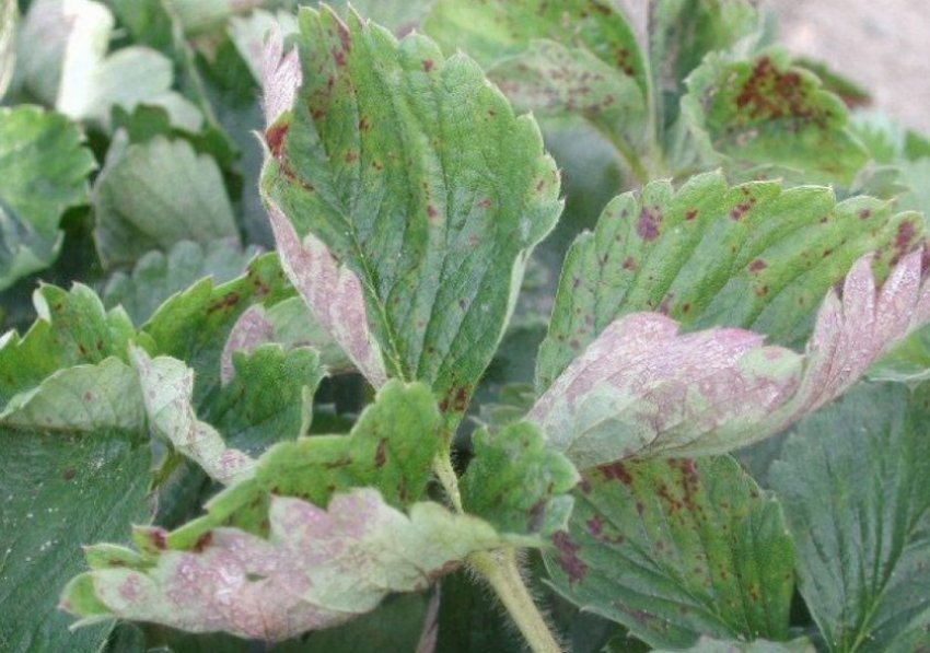 Мучниста роса на полуниці