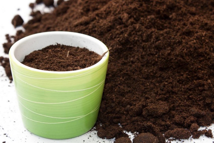 Ґрунт для полуниці