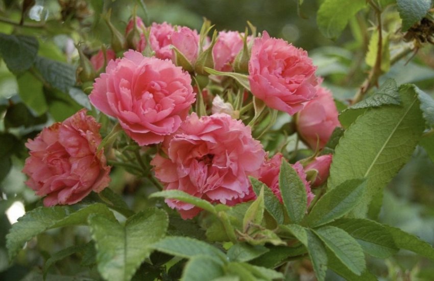 Гротендорст Сюпрем