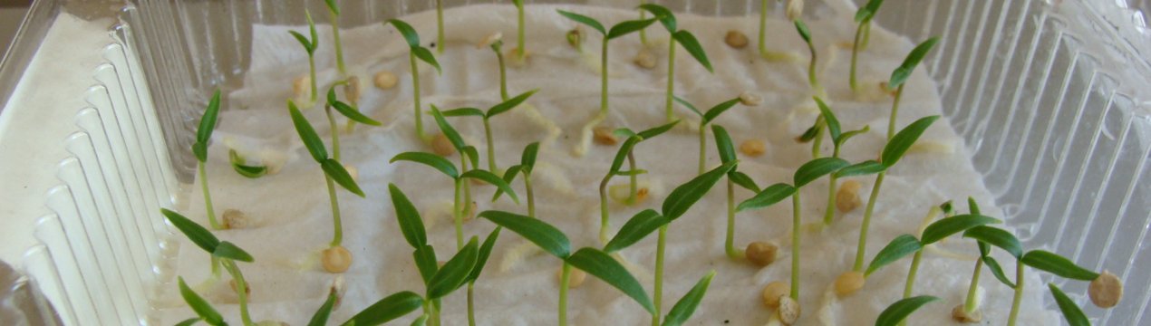 Розсадний спосіб вирощування насіння на папері