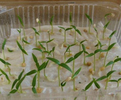 Розсадний спосіб вирощування насіння на папері