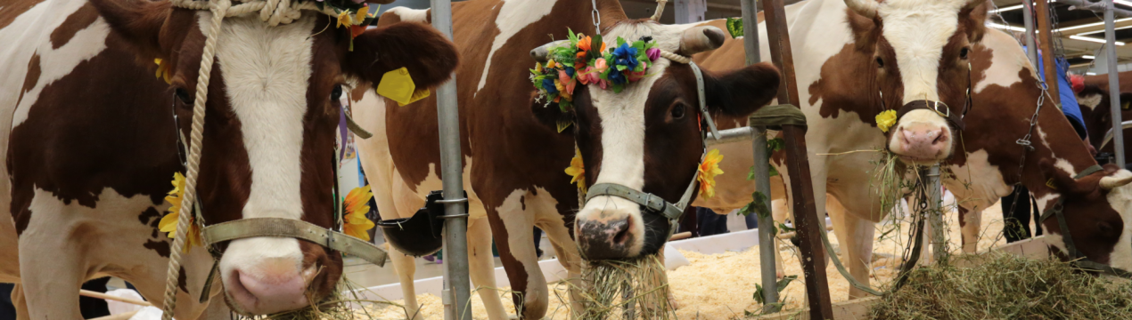Міністерство сільського господарства Канзасу видаватиме керівництво для тваринницьких виставок