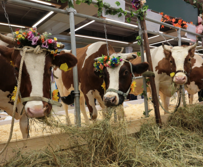 Міністерство сільського господарства Канзасу видаватиме керівництво для тваринницьких виставок