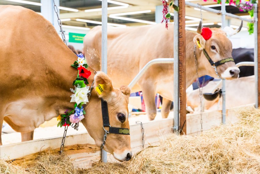 Міністерство сільського господарства Канзасу видано керівництво для тваринницьких виставок