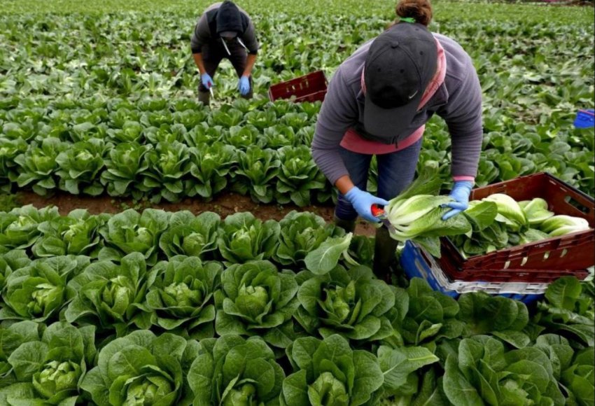 Обов'язки роботодавців щодо зайнятості сезонних працівників