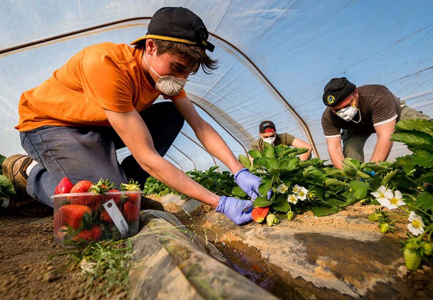 Обов'язки роботодавців щодо зайнятості сезонних працівників