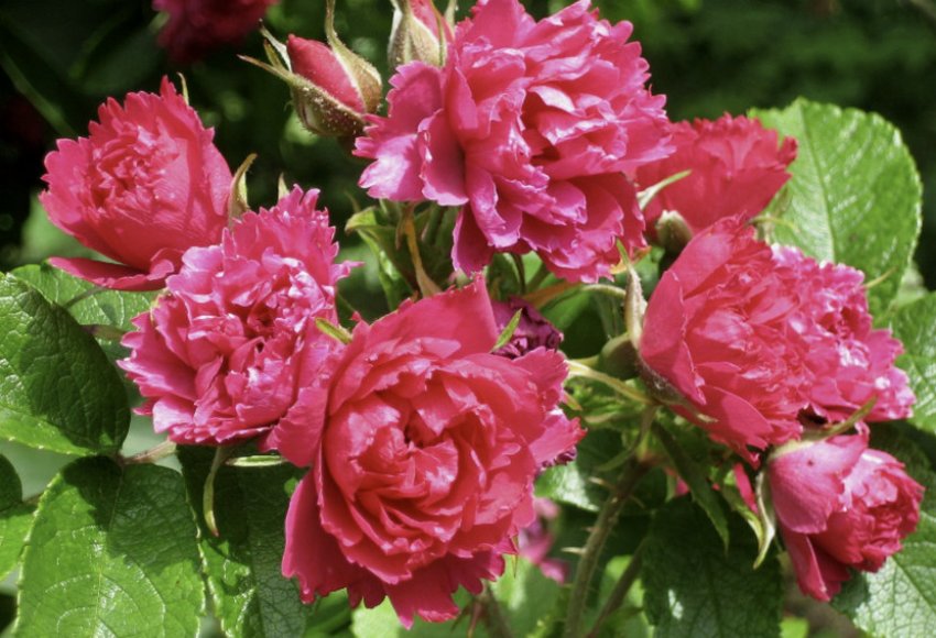 Ф. Дж. Гротендорст