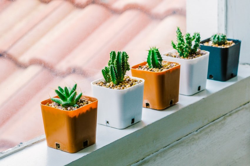 Кактуси на вікні Кактуси на вікні