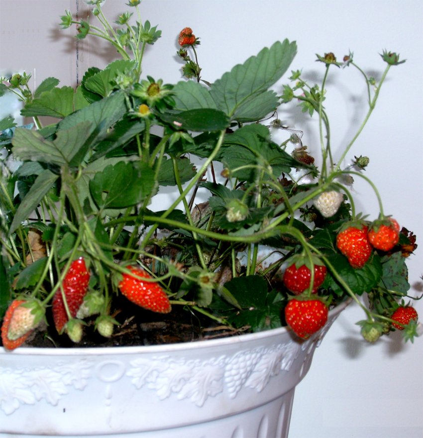 Домашнє вирощування полуниці Домашнє вирощування полуниці