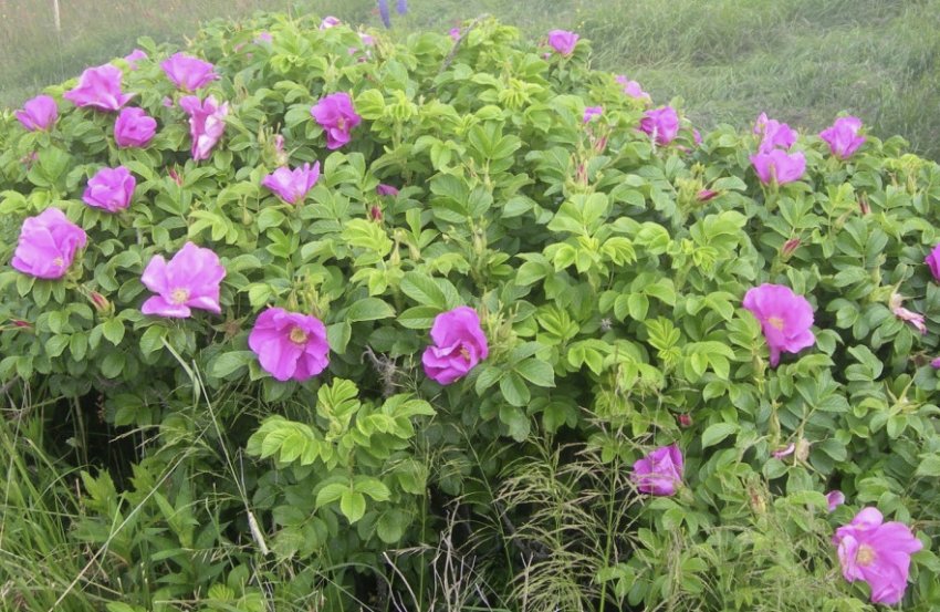 Троянда Ругоза