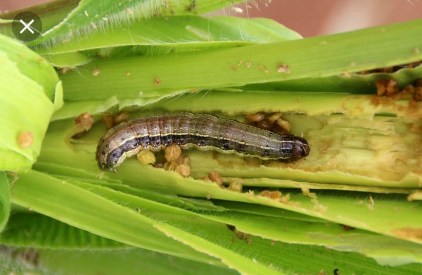 Індія: штат Нагаленд повідомляє про напади гусінців на зернові культури Індія: штат Нагаленд повідомляє про напади гусінців на зернові культури