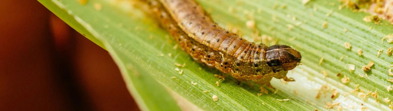 Індія: штат Нагаленд повідомляє про напади гусіней на зернові культури