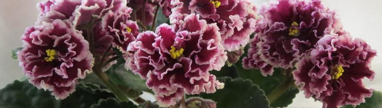 Фіалка маджента: догляд в домашніх умовах