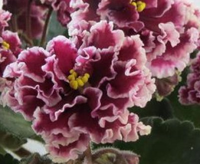 Фіалка маджента: догляд в домашніх умовах