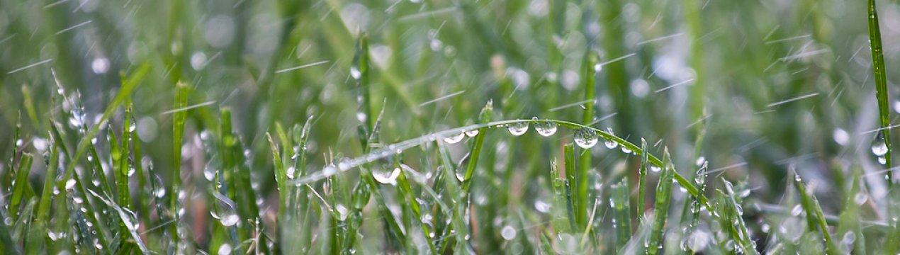 США: ставок створює потенціал для пошкодження врожаю