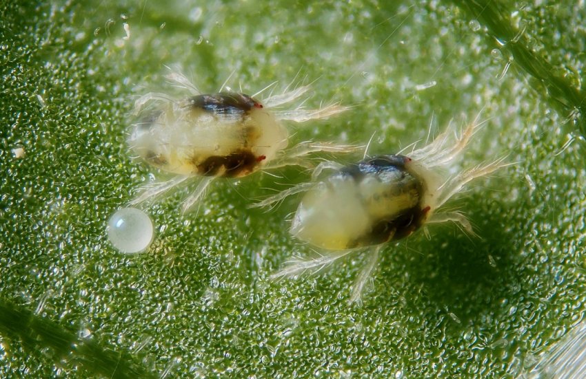 Павутинний кліщ Павутинний кліщ