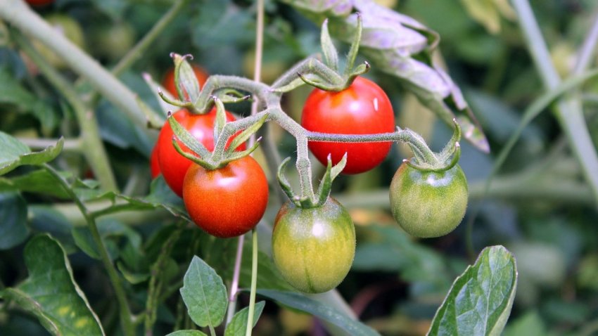 Примусові обмеження постачання поживних речовин Примусові обмеження постачання поживних речовин