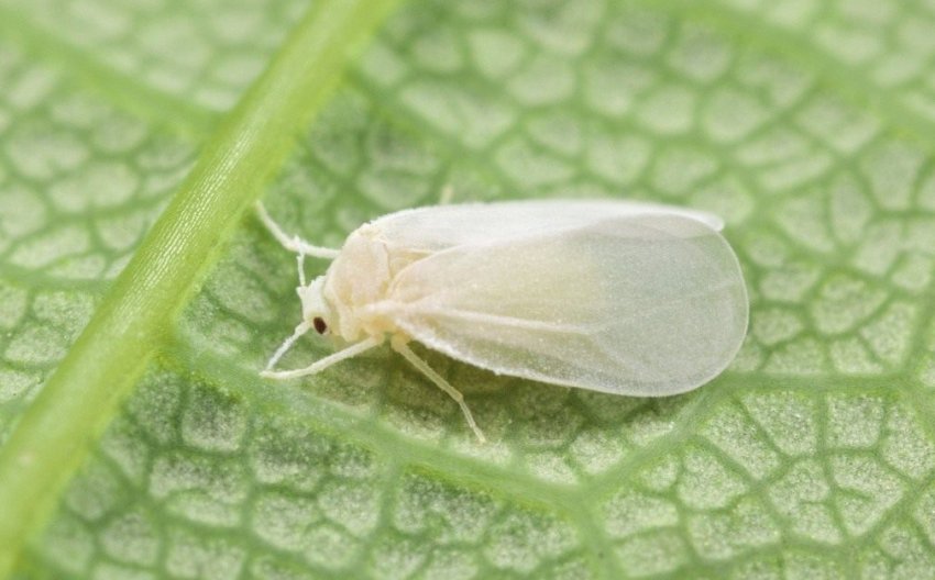 Білокрилка Білокрилка