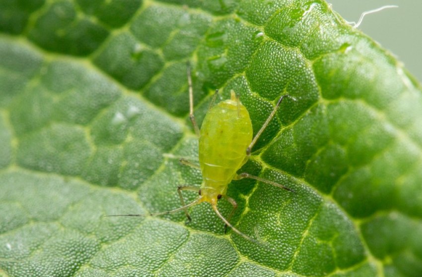 Попелиця Попелиця