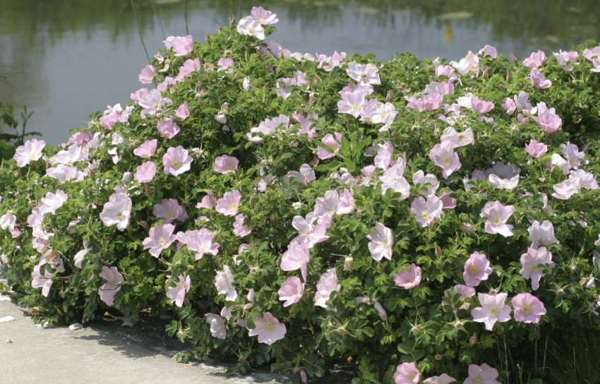 Роха Ругоза в ландшафтному дизайні