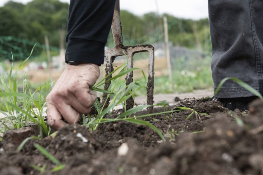 Прополка бур'янів Прополка бур'янів