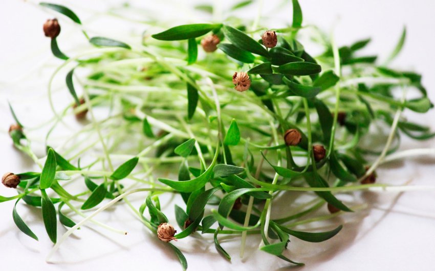 Мікрозелень кінзи