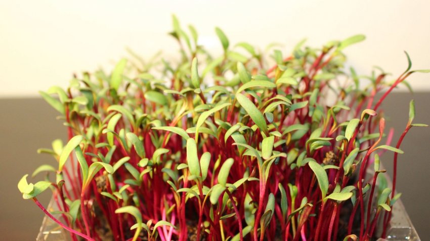 Мікрозелень буряка