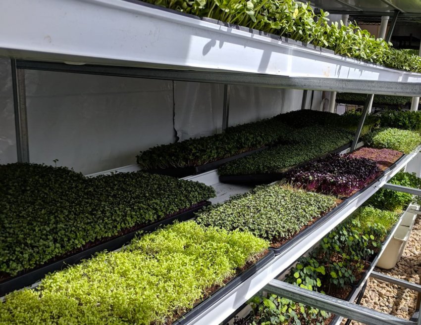 Мікрозелень