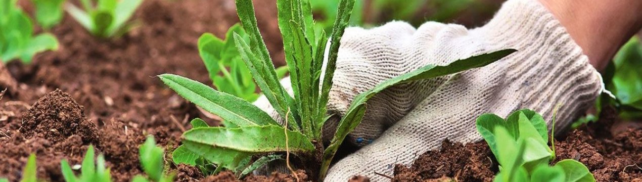 Як зменшити кількість бур'янів на грядці