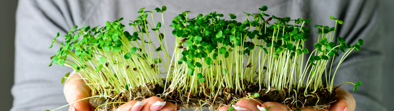 Що таке мікрозелень і як її вирощувати вдома