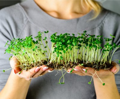 Що таке мікрозелень і як її вирощувати вдома