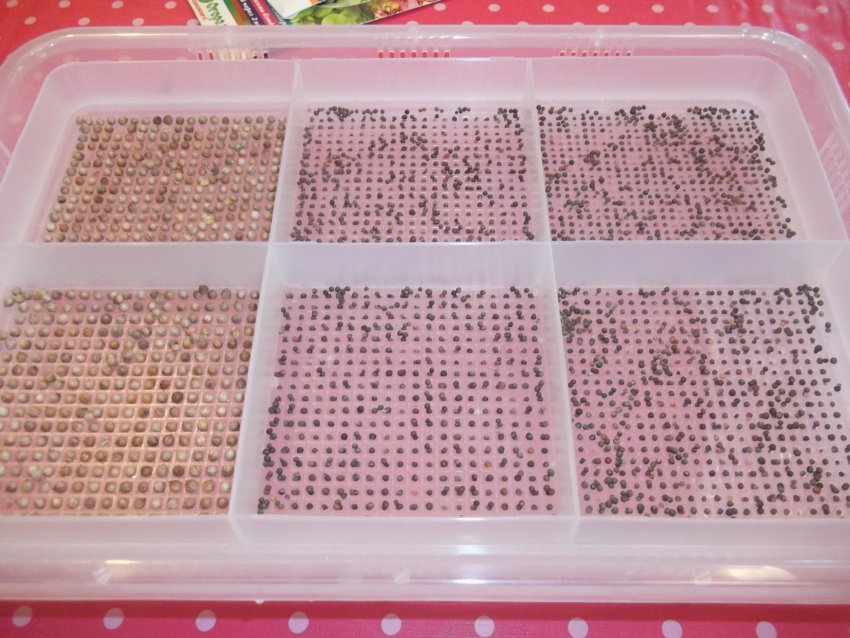 Посудина для вирощування мікрозелені