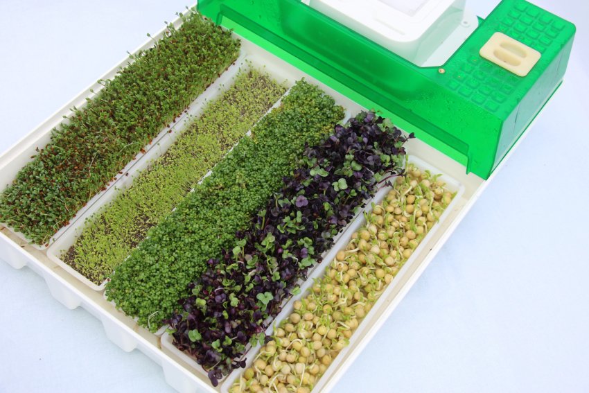 Мікрозелень