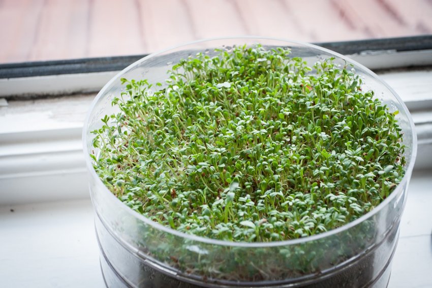 Мікрозелень на вікні
