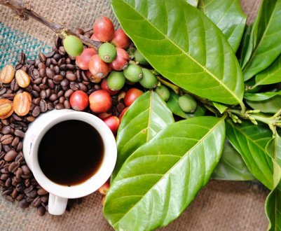 Вирощування кавового дерева в домашніх умовах