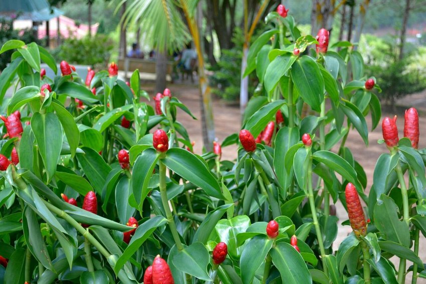 Імбир в країнах з теплим і вологим кліматом Імбир в країнах з теплим і вологим кліматом