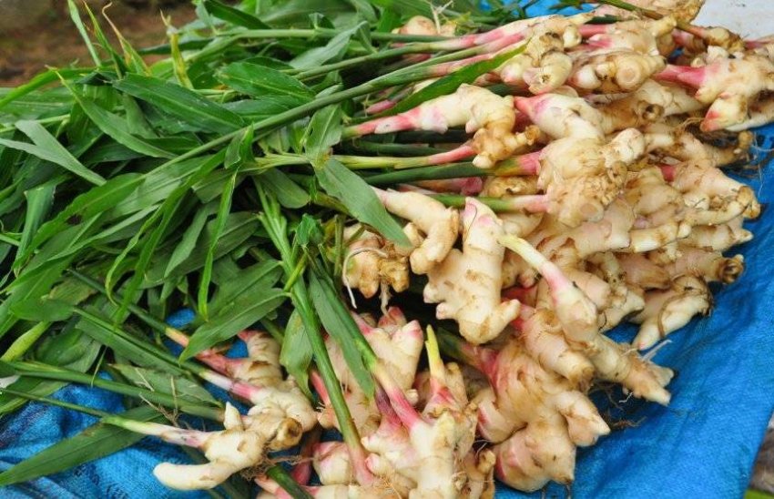 Збір імбиря Збір імбиря