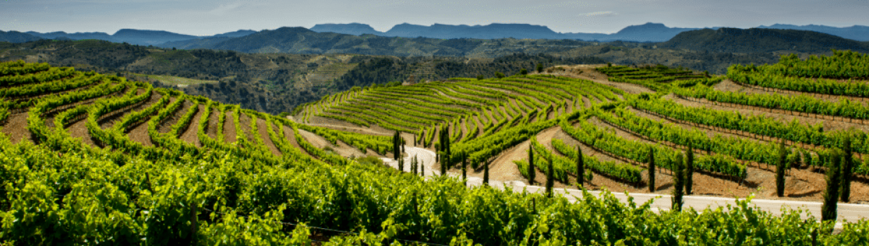 Треба допомога від ЄС виноградарському сектору Іспанії